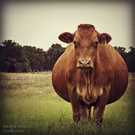 Fat cows - © Copyright 2022, Fat Cow. Check out our new concept - MIYOSHI by Fat Cow